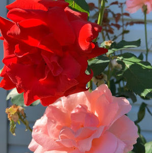 Meet your Posher, Nasima akter